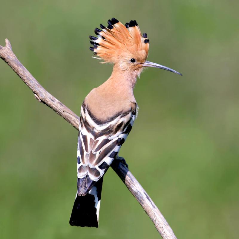 Śpiew dudka i jego znaczenie