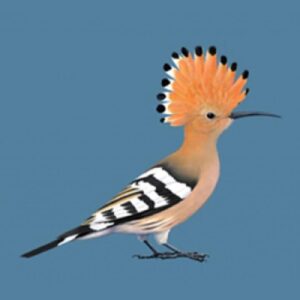 Odkryj tajemnice wokalizacji dudka: jak brzmi jego unikalny śpiew?