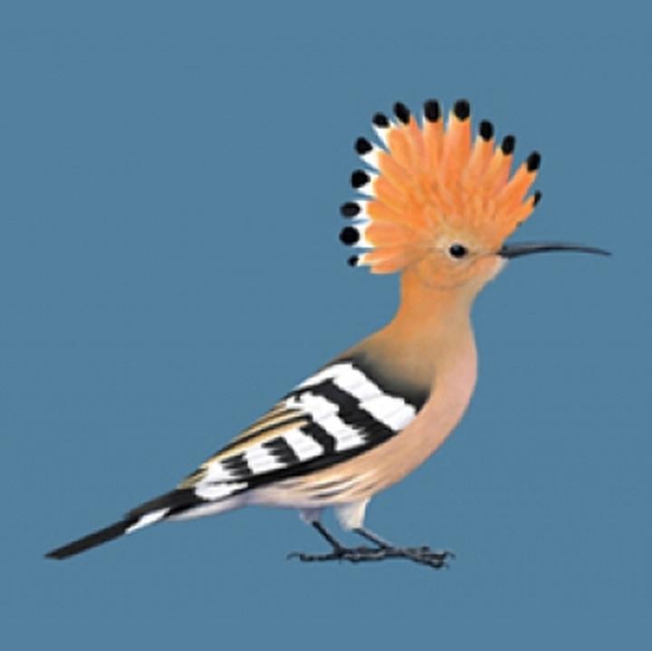 Odkryj tajemnice wokalizacji dudka: jak brzmi jego unikalny śpiew?