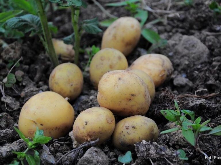 Ziemniak w rytmie muzyki: zabawne hity, które rozbawią każdego miłośnika warzyw