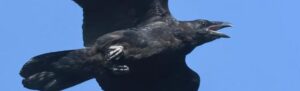Od mitologii do kultury: Odkryj niezwykły głos kruka w ,,Kruk Śpiew''