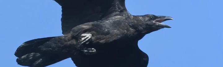 Od mitologii do kultury: Odkryj niezwykły głos kruka w ,,Kruk Śpiew''